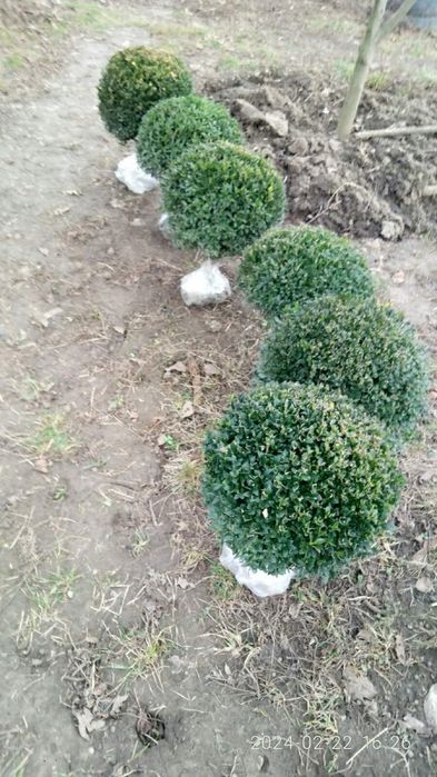 Самшит вічно зелений