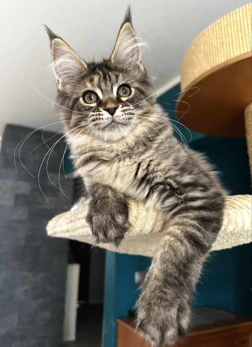 Cudna czarna pręgowana szylkretka maine coon !!