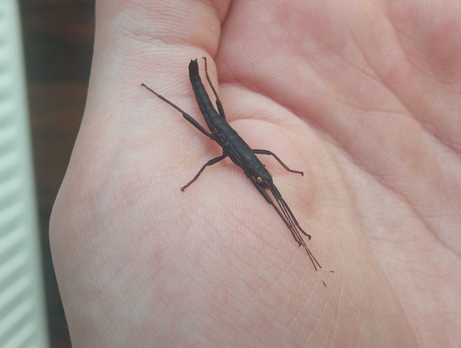 Straszyki diabelskie