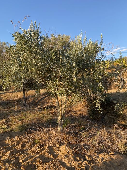 Vendo Oliveiras para Jardim