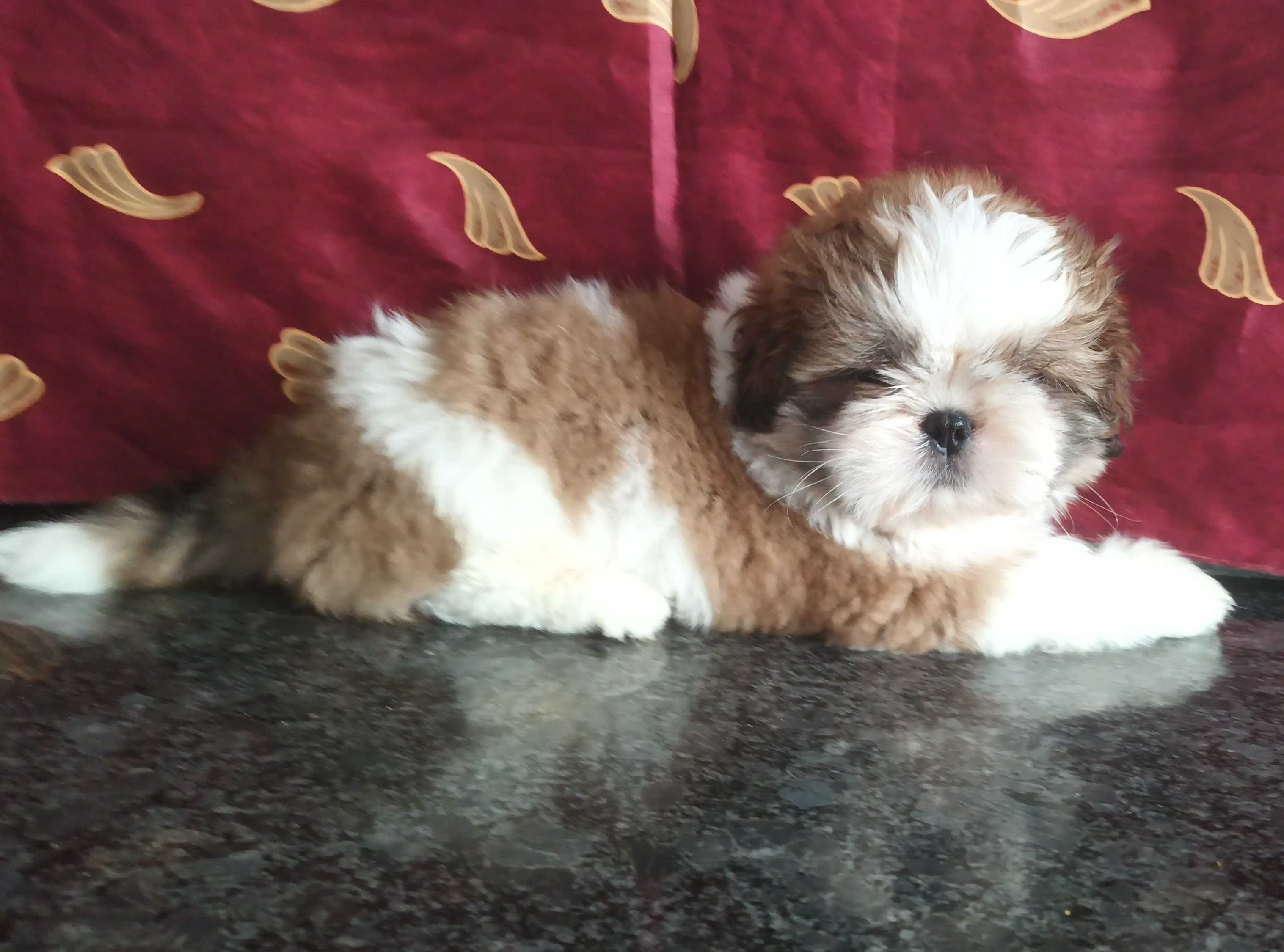 Shih Tzu piesek z rodowodem SWKIPR