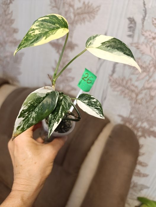 Филодендрон монстера Amydrium silver medium,Пінатум варієгатна, Білліт