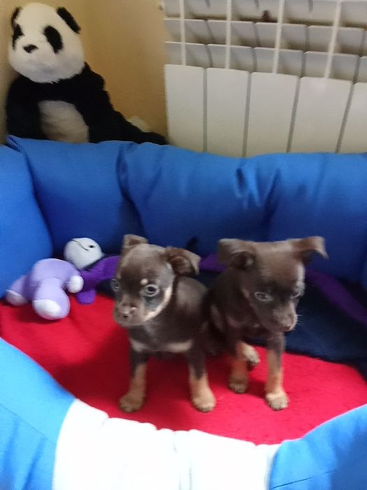 ШОКоладные тойчики