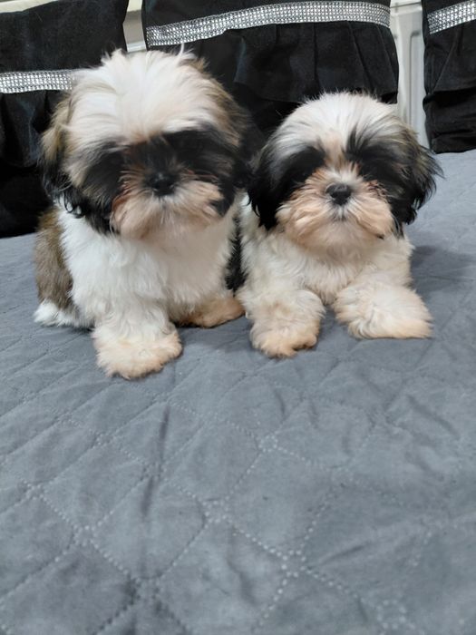 Śliczny piesek Shih tzu tri kolor