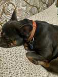 Buldog francuski blue  tan