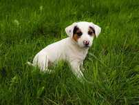 Sprzedam pieska Jack Russell Terrier