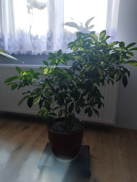 Szeflera kwiat doniczkowy