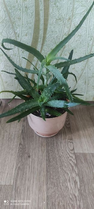 Алое Вера і алое в одному горщику