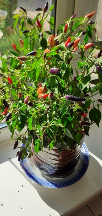 Перец острый комнатный