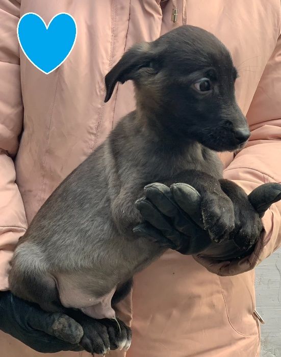 Щенки - подростки в добрые руки