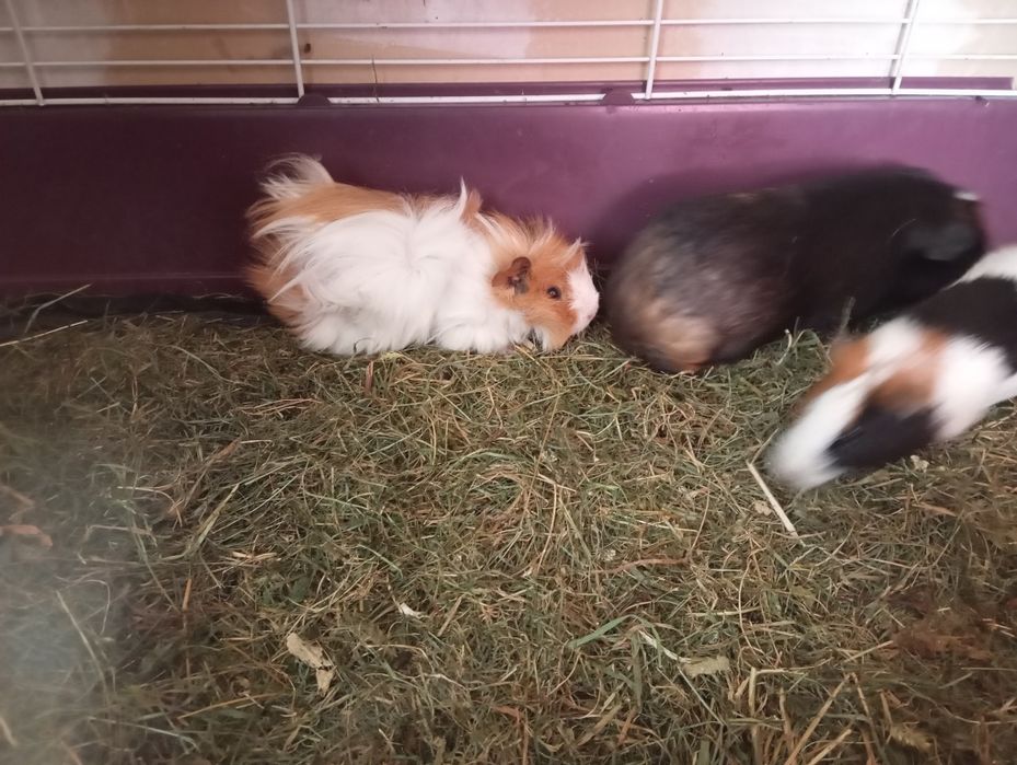 Морські свинки різних порід