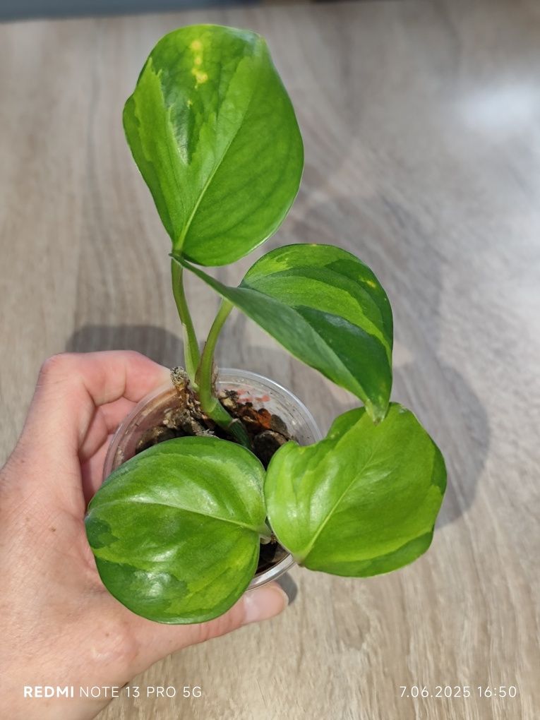 Epipremnum manjula golden