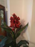 canna (kanna, paciorecznik) - sztuczny kwiat
