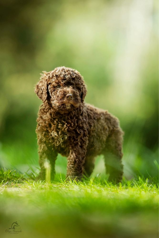 Lagotto Romagnolo