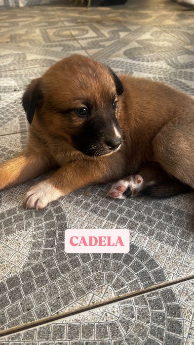 FILHOTE Cadela para adoção