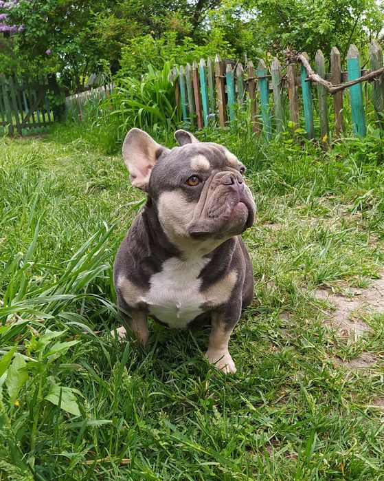 В'язка французького бульдога лілак тан.