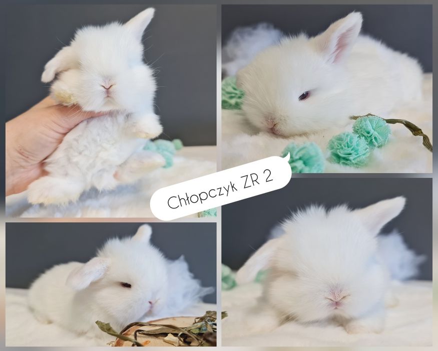 Mini lop królik króliczek miniaturka hodowla transport