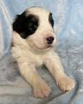 Border Collie FCI tricolor trikolor