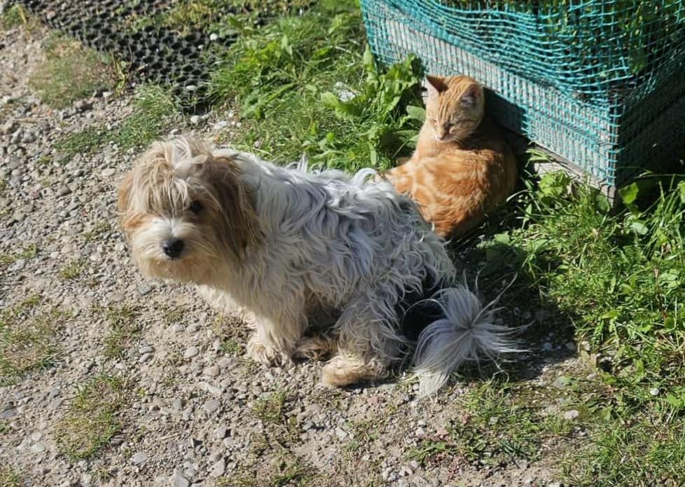 York Biewer Terrier
