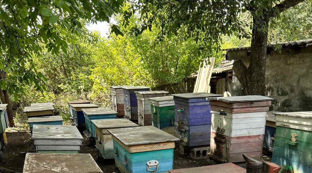 Продається пасіка,вулики,бджолосім'ї