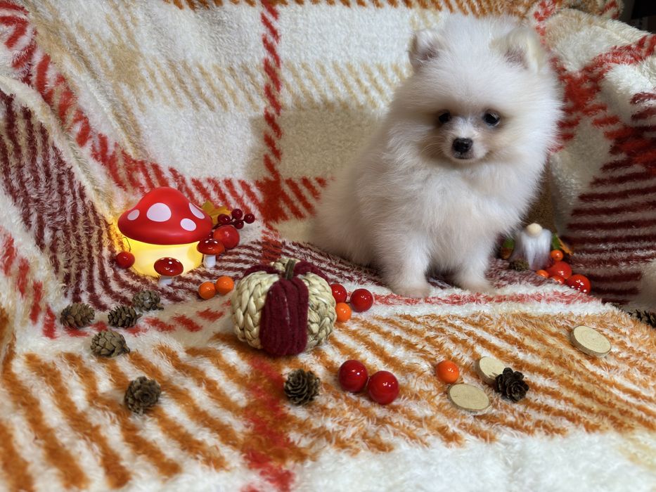 Szpic Miniaturowy SUNIA