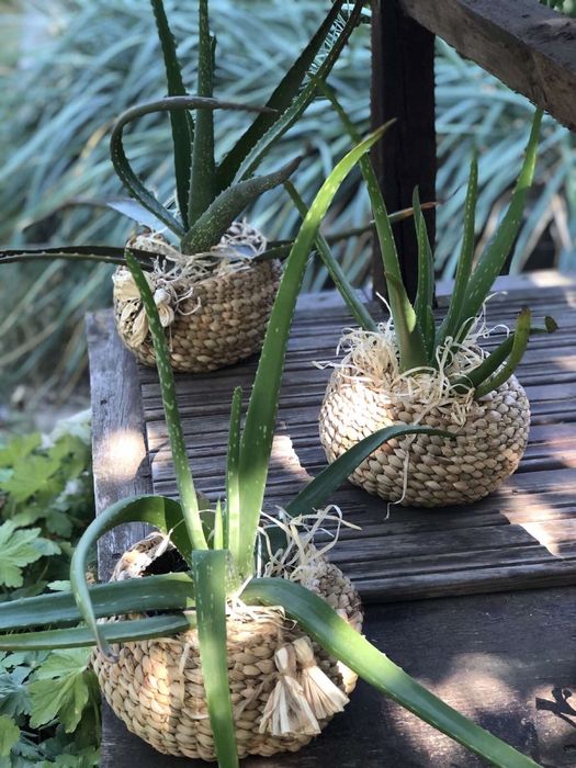 Алоє - вера , плетені кашпо