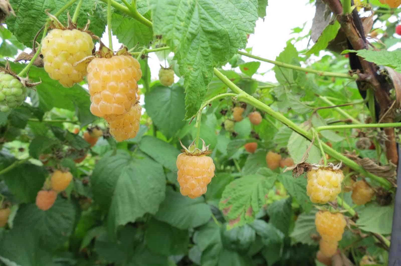 Саджанці жовтої малини