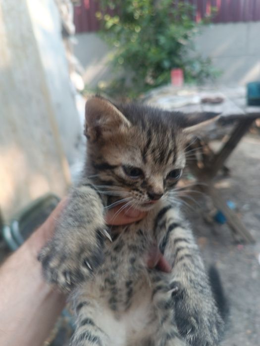 Котенята в добрі руки