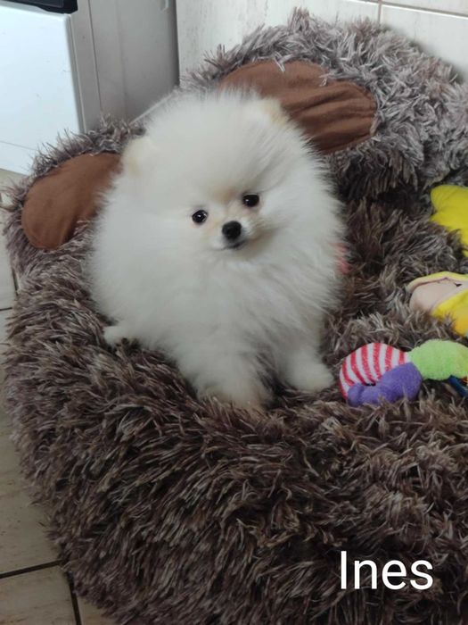 Szczeniak Ines ZHPR UCI Gotowy do odbioru