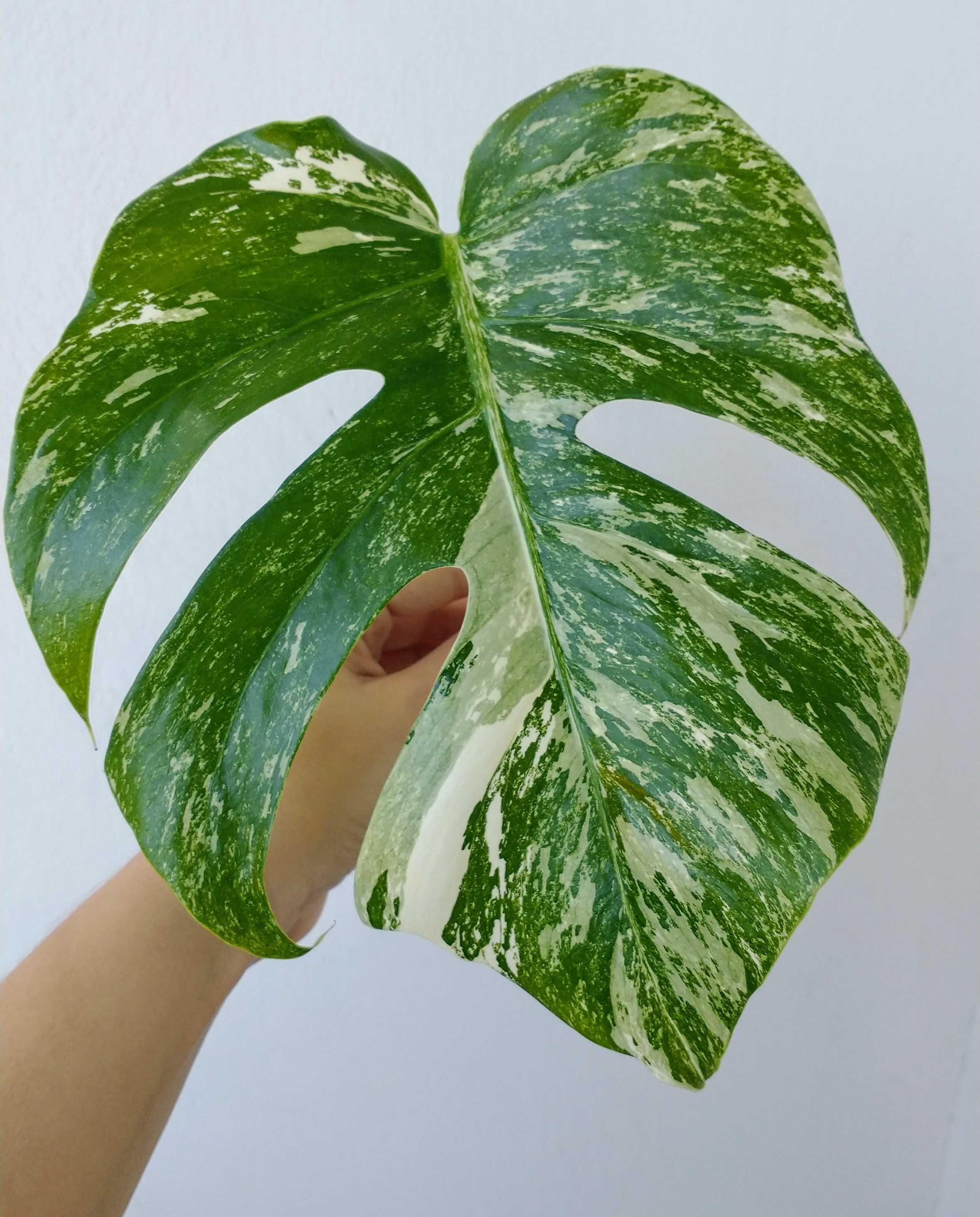 Monstery Variegata