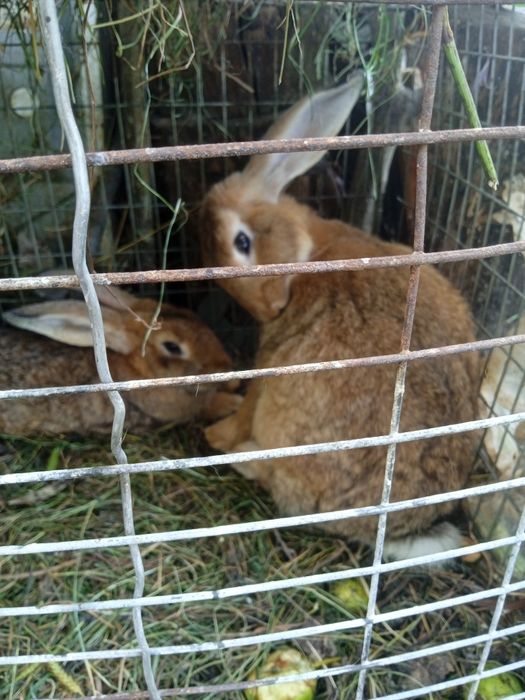 Продам кроликів " як зайці"