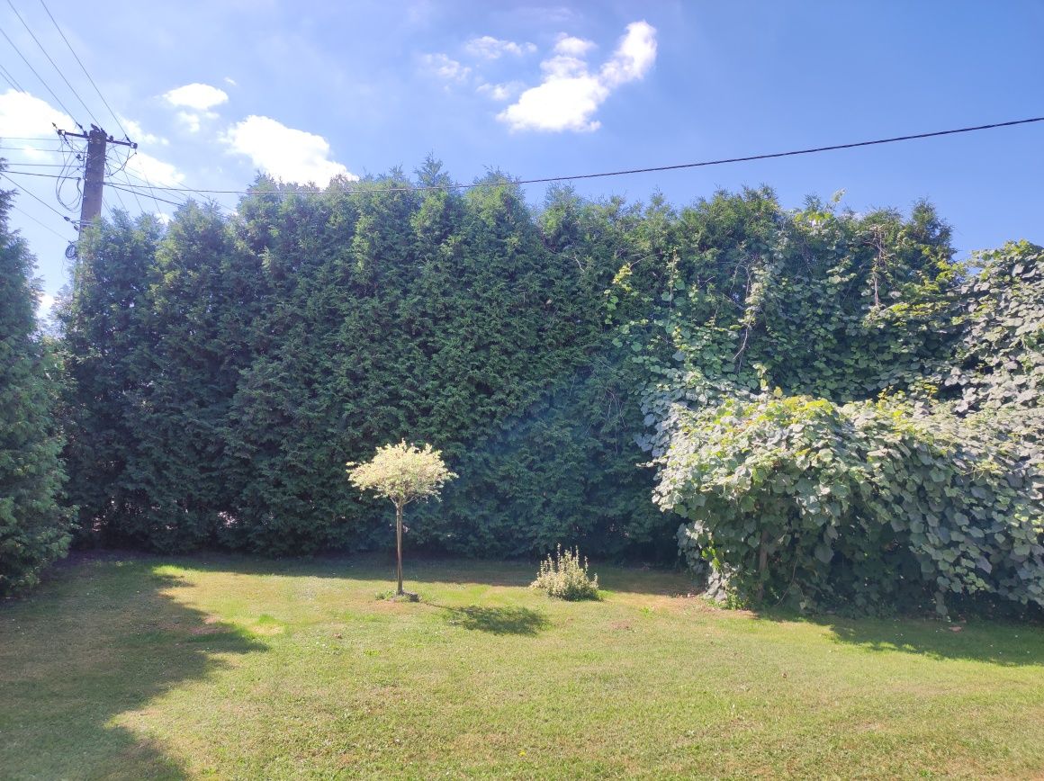 Oddam drzewo na opał za wycięcie i uprzątnięcie