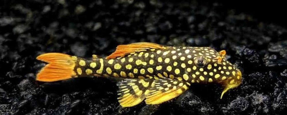 Glonojad L014 Odłów - Sklep Zoologiczny