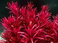 Rotalo blood red singapura