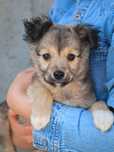 Rocky puchaty szczeniak do adopcji