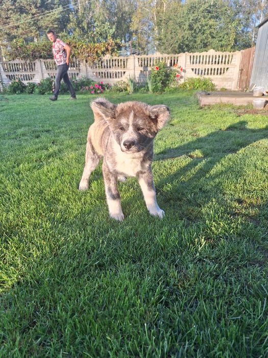 Akita Inu Szczeniaki