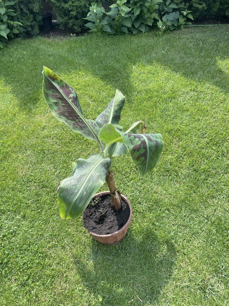 Bananowiec musa acuminata dwarf cavendish 60cm