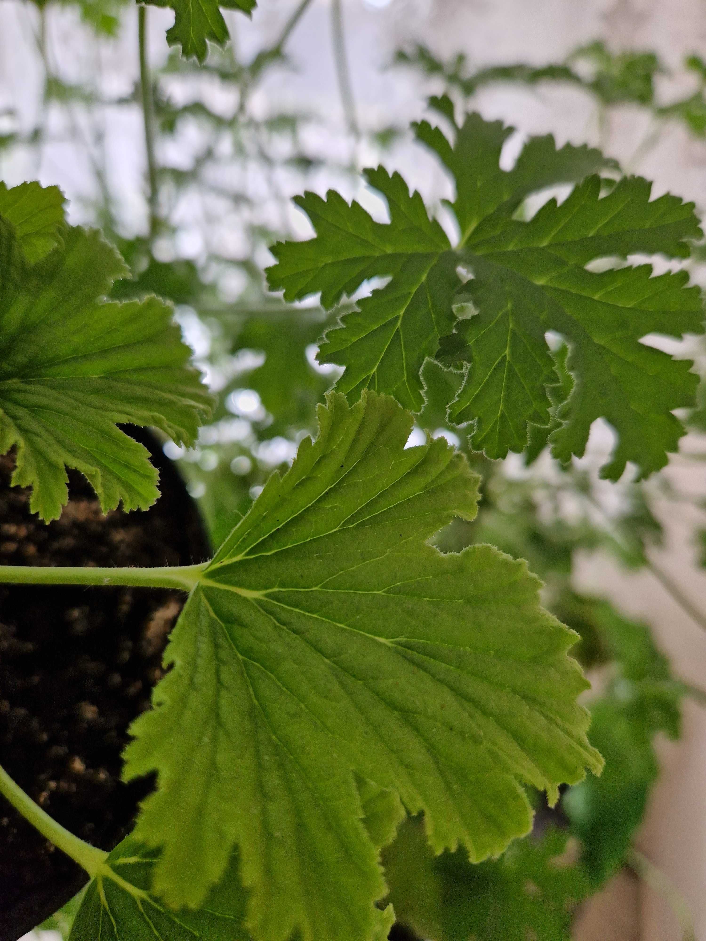 Geranium orange fizz anginka(pelargonium graveolens)