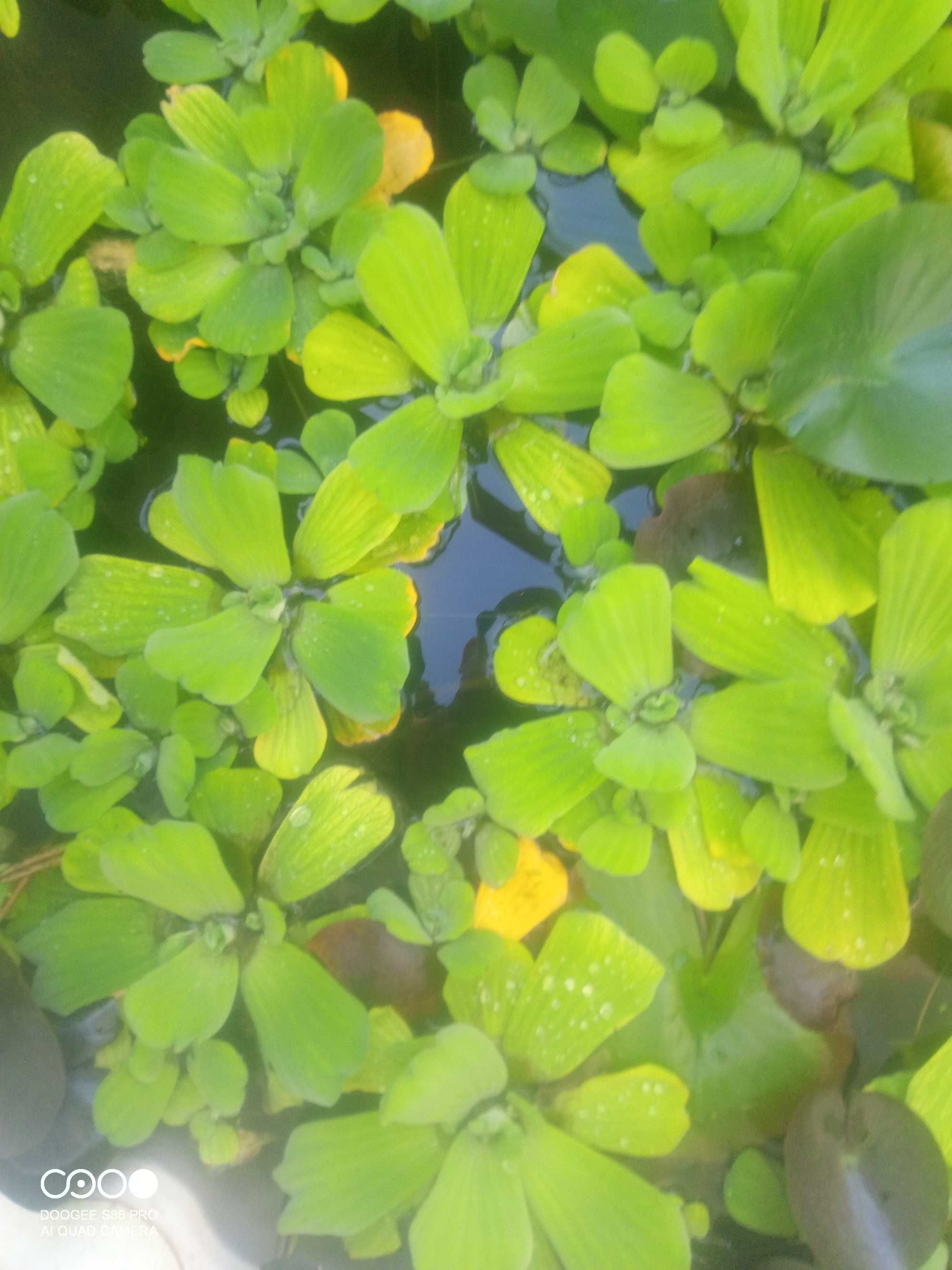 Pistia roślina do oczka