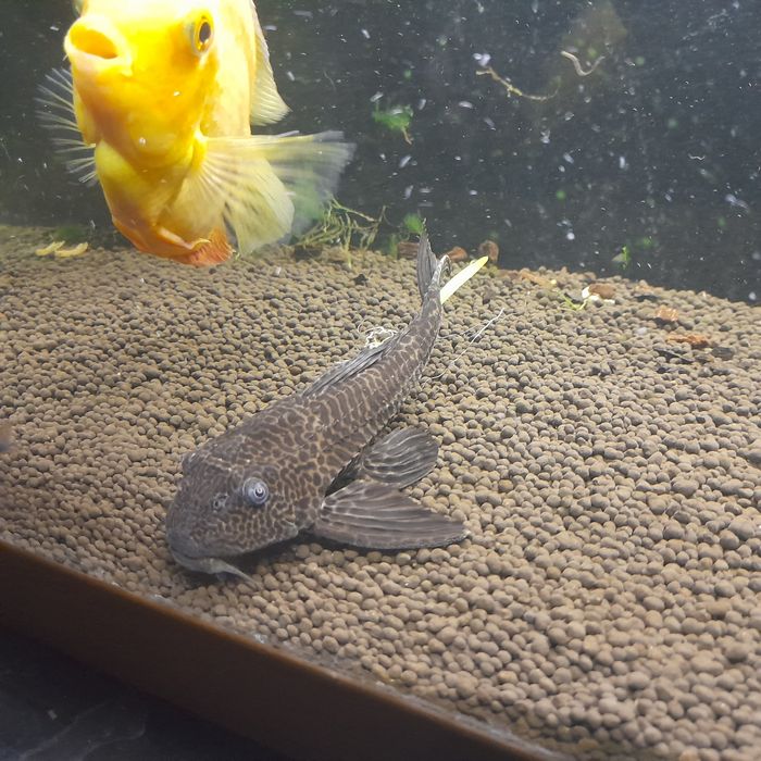 Glonojady  zbrojniki duże