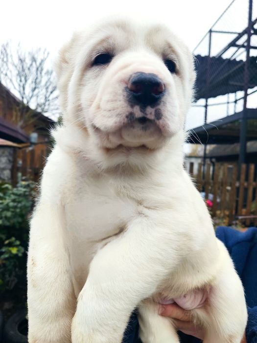 Цуценята САО(алабай) Середньоазіатська вівчарка