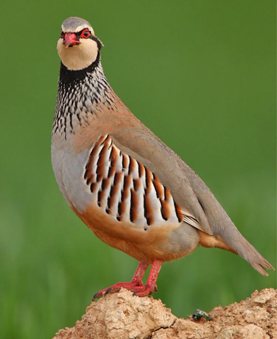 Vendo perdizes congeladas