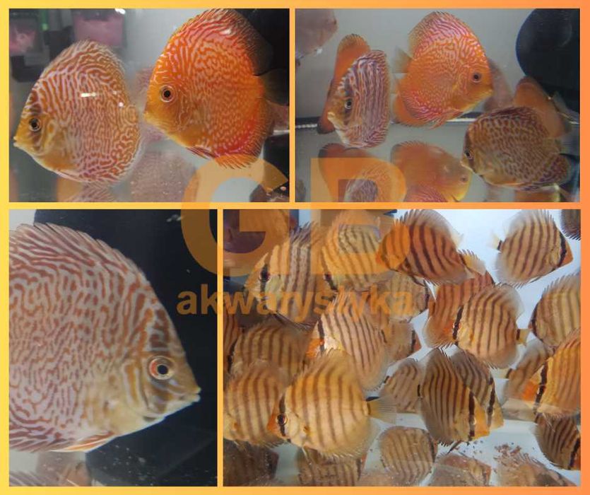 GB DYSKOWCE Paletka Red White | Rozmiar "XL" 9-10cm - dowóz ryb!