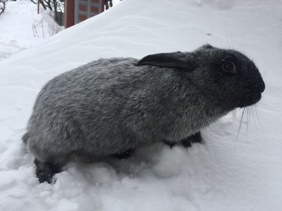 Кролики породи полтавське серебро, белий панон, калифорния.