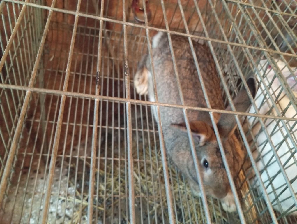 Coelhos reprodutores.
