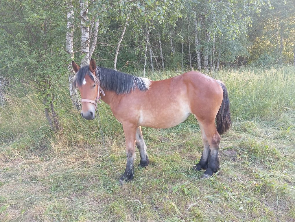 Konie zimnokrwiste