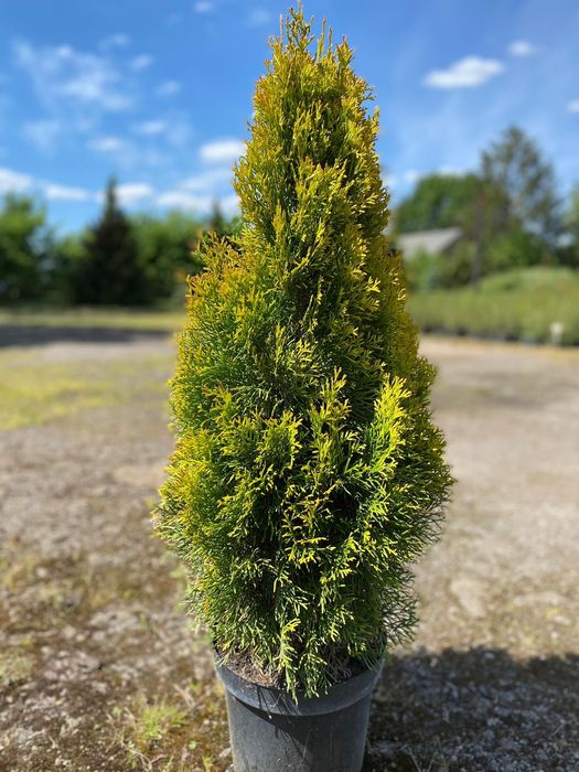 Tuja "Szmaragd Gold" - Thuja, Żywotnik, wys. 80-90 cm, doniczka