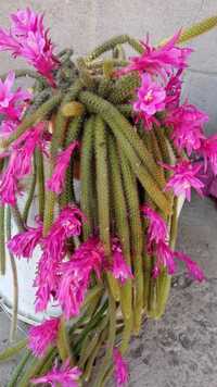 Продам плетистий апоро кактус,укорінені і росточки.