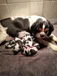 Cavalier King Charles spaniel
