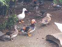 Patos ornamentais